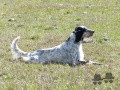 Setter Anglais GAÏA DES COLLINES DE L'IZARS